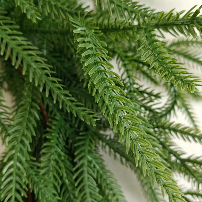 Norfolk Pine for festive home decoration ideas